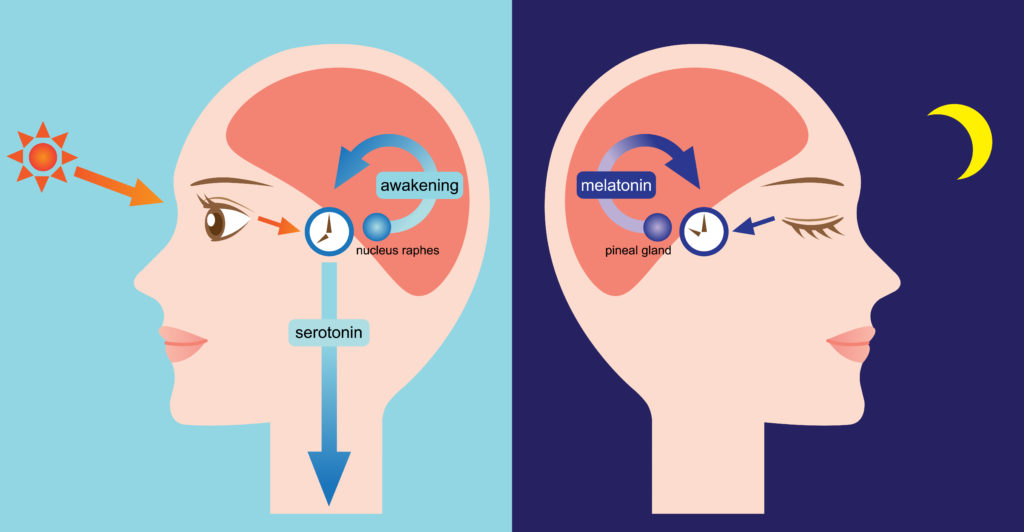 What is the Circadian Rhythm