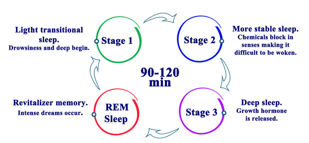 Understanding the Human Sleep Cycle - Good Sleep Anywhere