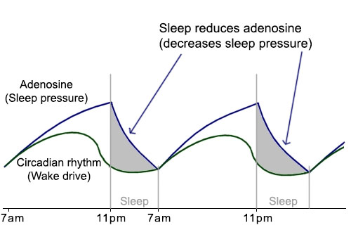 Regulators for sleep and wakefulness