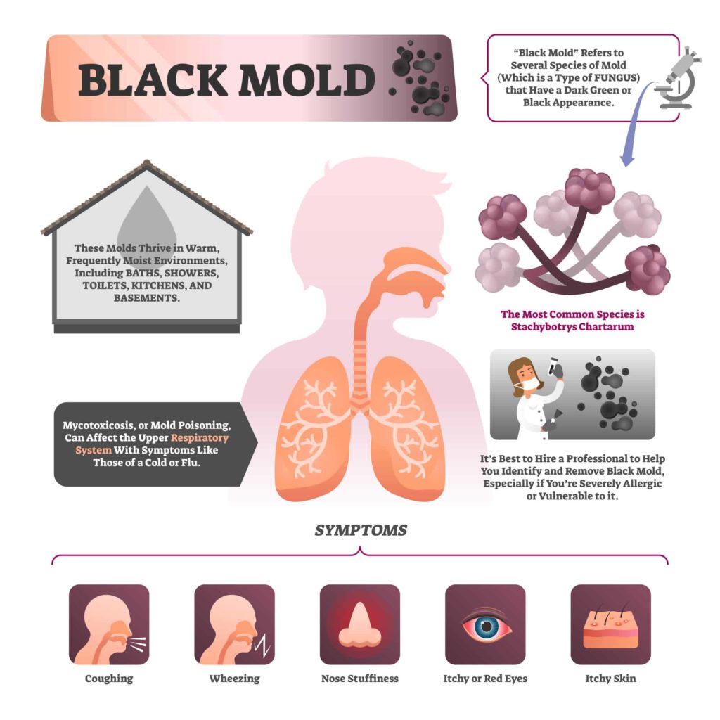 A Full Guide On How To Prevent Mold In Your Bedroom Good Sleep Anywhere